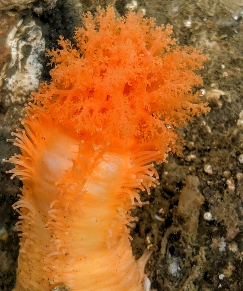 Orange Sea Cucumber reference