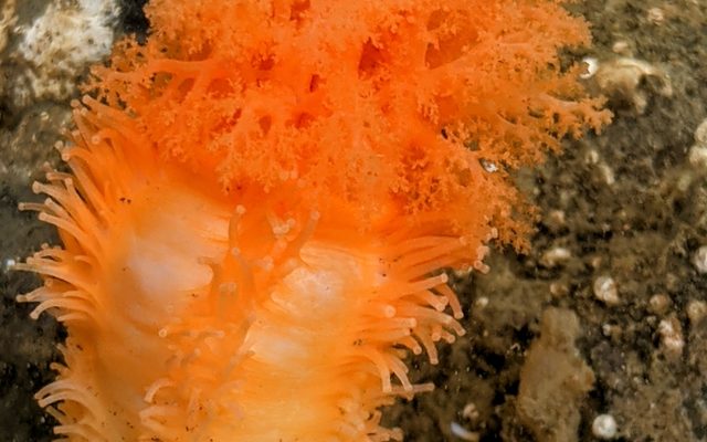 Orange Sea Cucumber reference