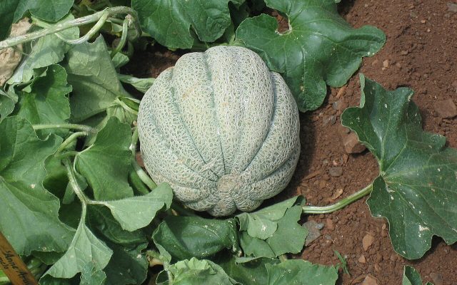 Melon reference