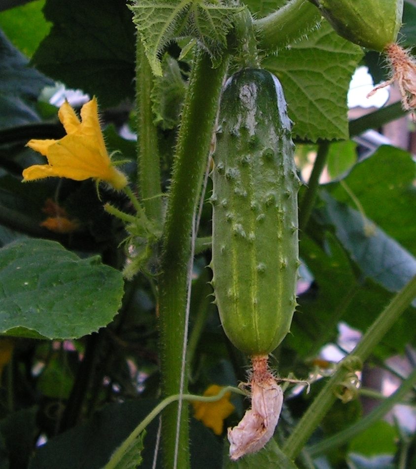 Cucumis sativus reference