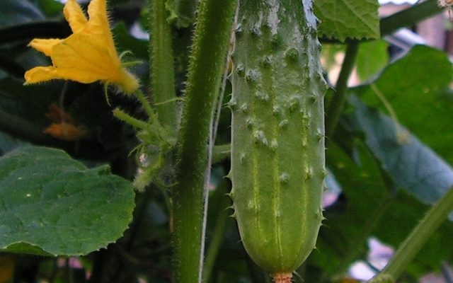 Cucumber reference