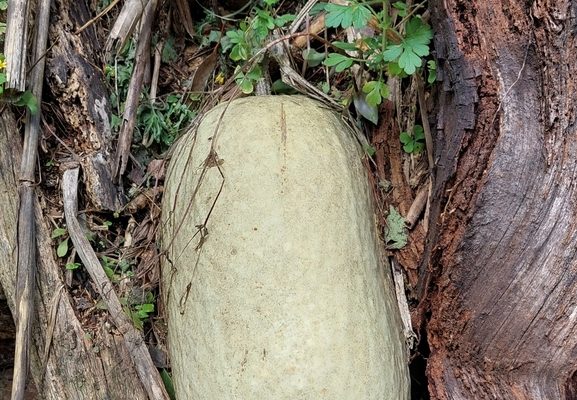 Figleaf Gourd reference