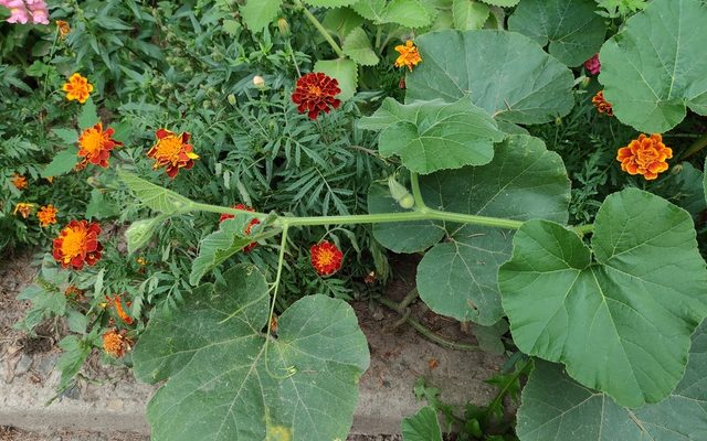 Hubbard Squash reference
