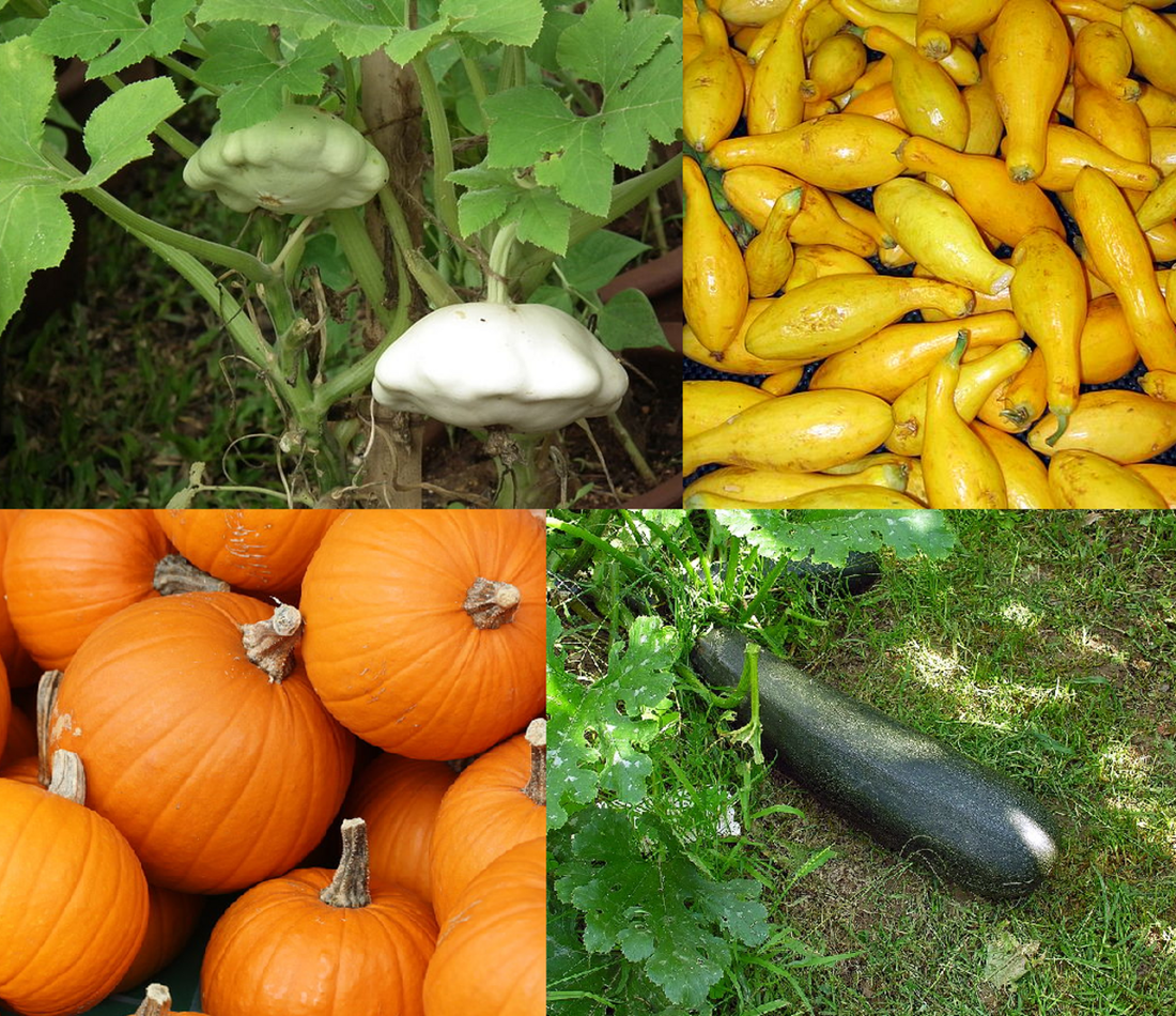 American pumpkin reference