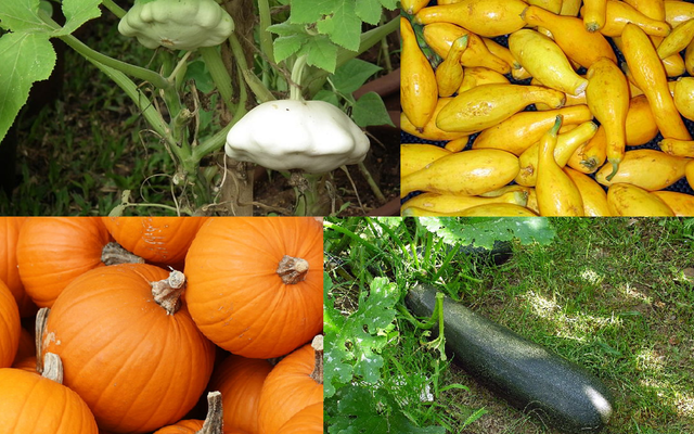 Squash reference