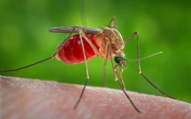 Southern House Mosquito reference