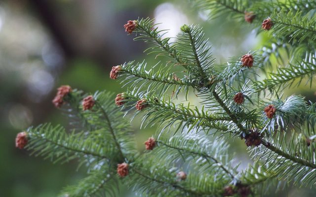 Chinese Fir reference