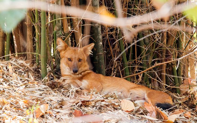 Dhole reference
