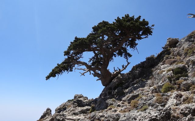 Mediterranean Cypress reference