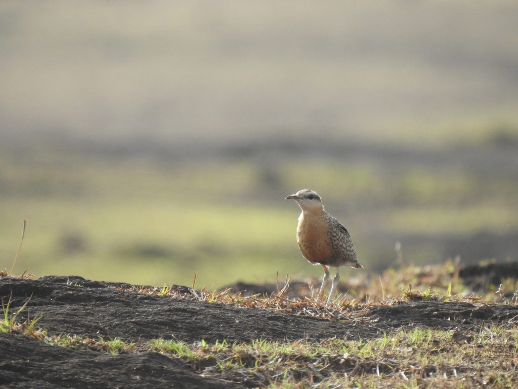 Indian Courser reference