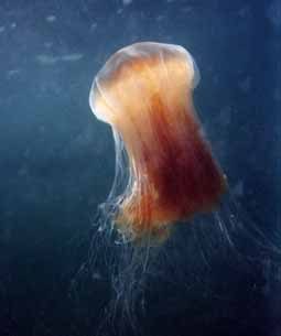 Lion's Mane Jellyfish reference