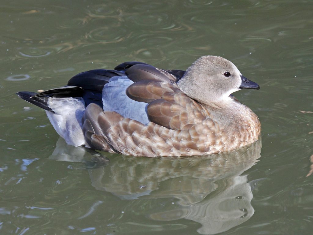Blue-winged Goose reference