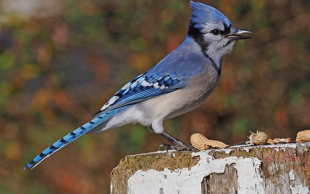 Blue Jay reference