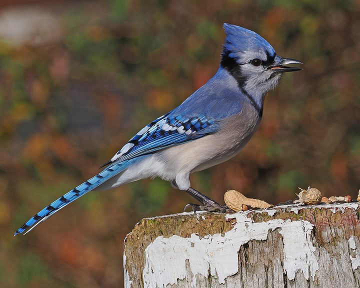 Blue Jay