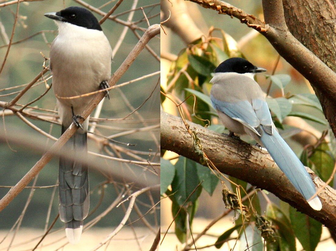 Azure-winged Magpie reference