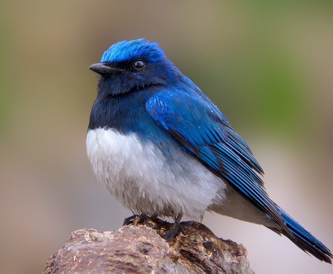 Blue-and-white Flycatcher reference