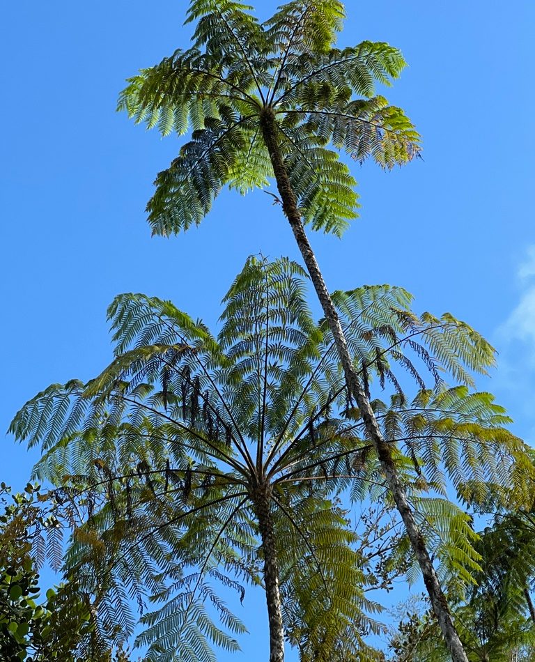 Hispaniolan Tree Fern reference