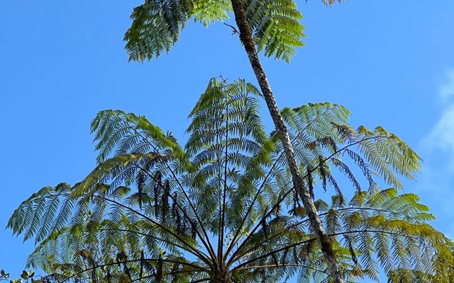 West Indian Tree Fern reference
