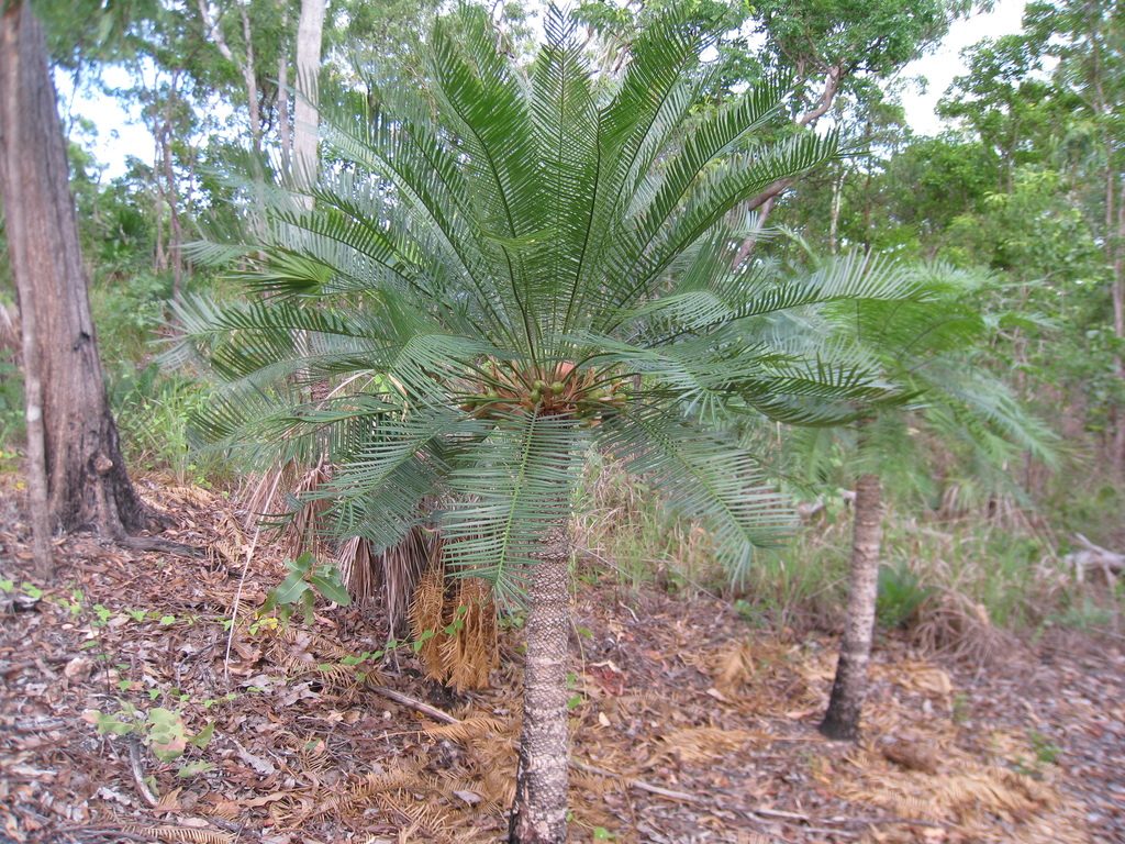 Armstrong's Cycad reference