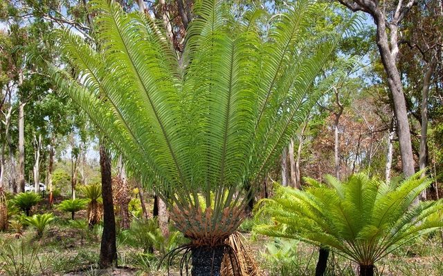 Tree Cycad reference