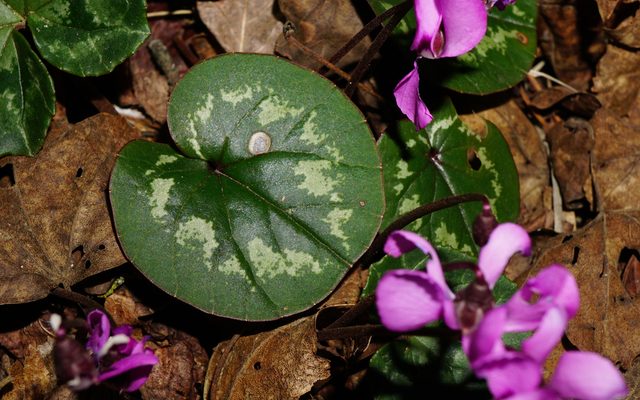 Eastern Cyclamen reference