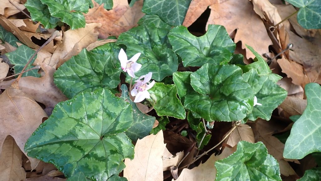 Ivy-leaved cyclamen reference