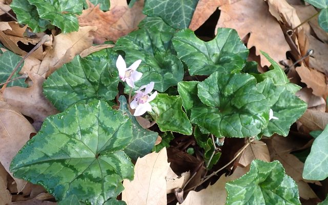 Ivy-leaved Cyclamen reference