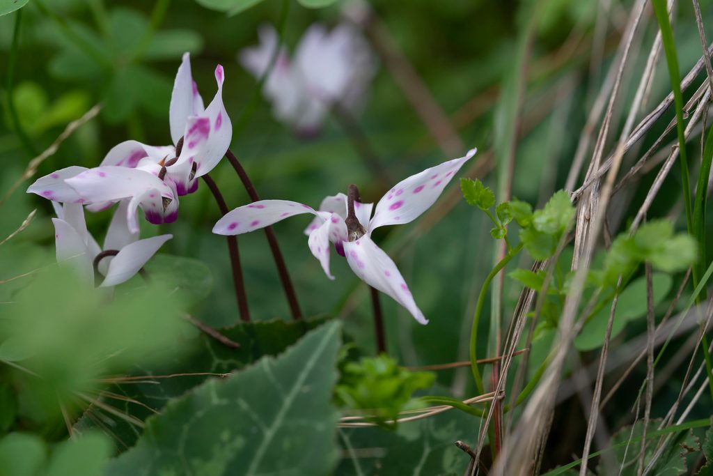 Persian Cyclamen reference