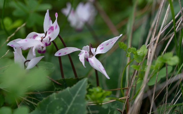 Florist's Cyclamen reference