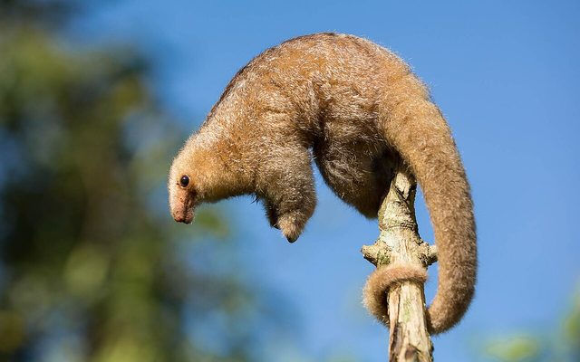 Silky Anteater reference