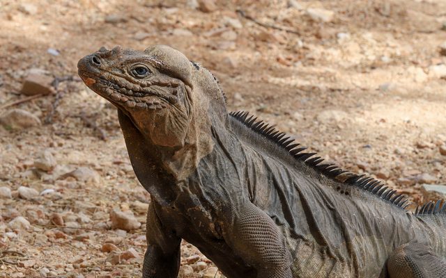 Rhinoceros Iguana reference