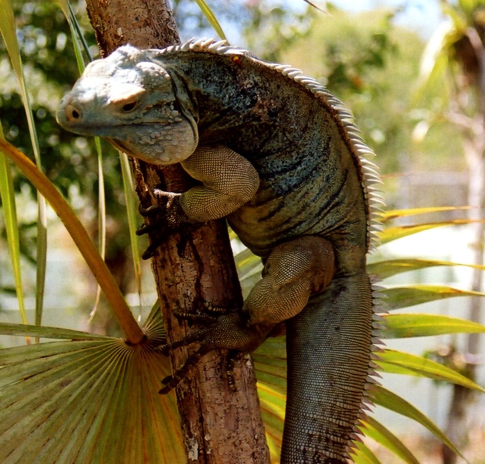 Blue Iguana reference
