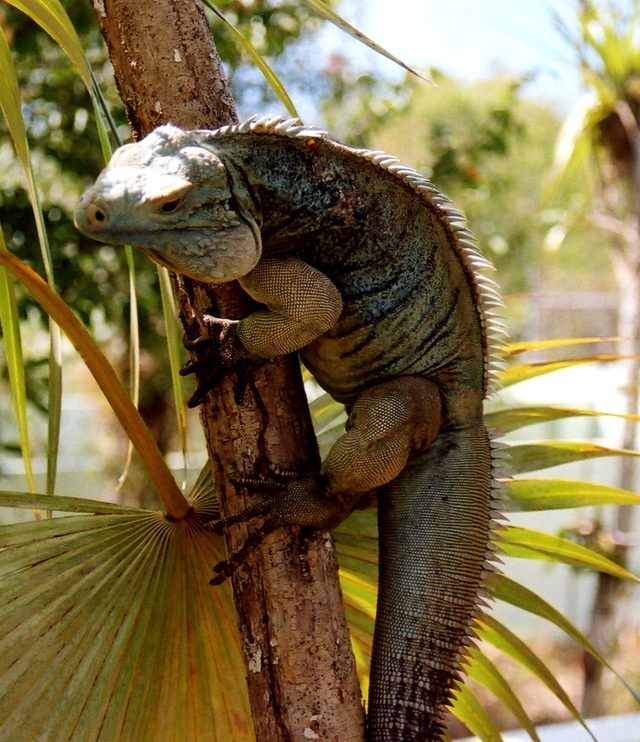 Grand Cayman Blue Iguana reference