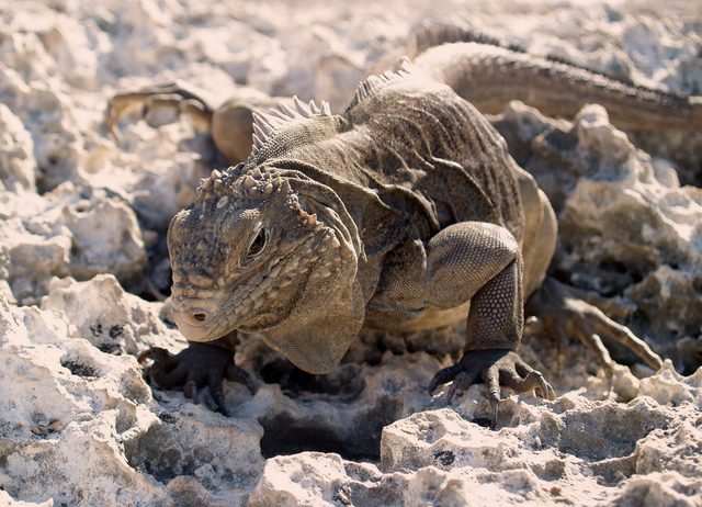 Cuban Rock Iguana reference