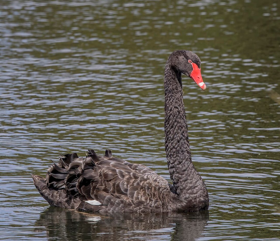 Black Swan reference