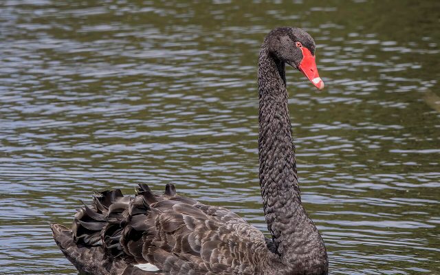 Black Swan reference