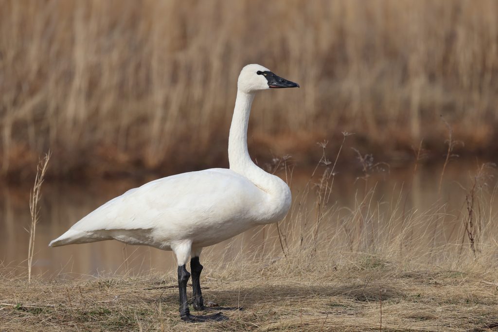 Tundra Swan reference