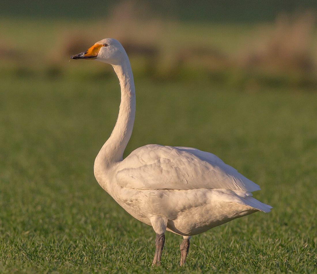Whooper Swan reference