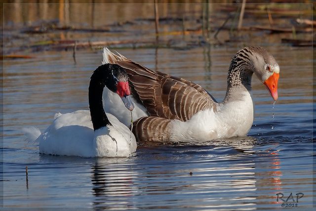 Black-necked Swan reference