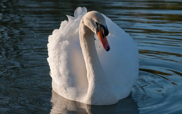 Mute Swan reference