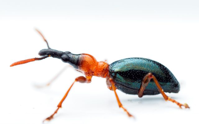 Sweetpotato Weevil reference