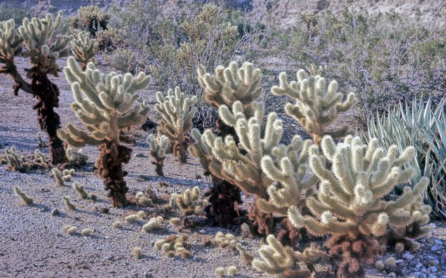 Teddy Bear Cholla reference