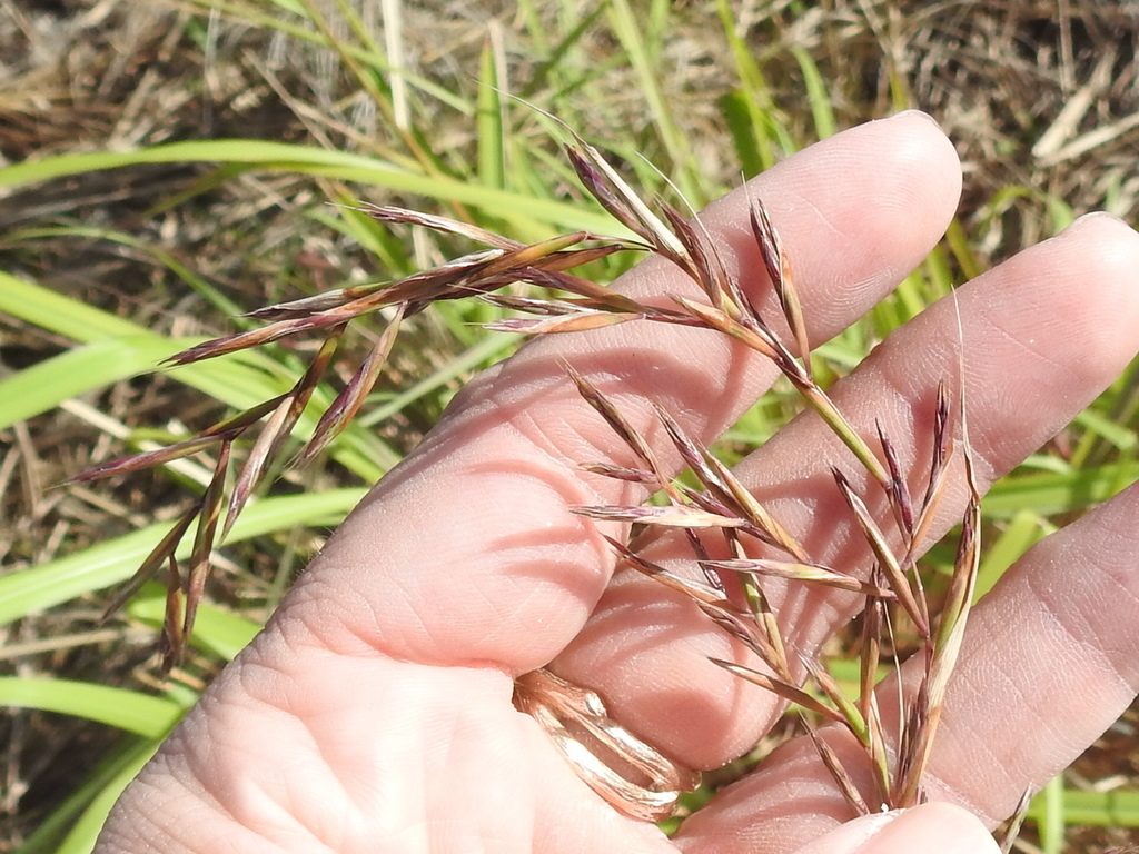 Lemon Grass reference