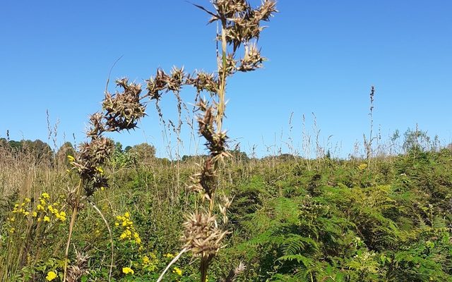 Citronella Grass reference