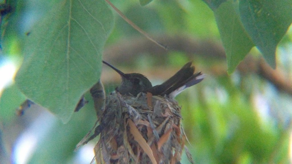 Broad-billed Hummingbird reference