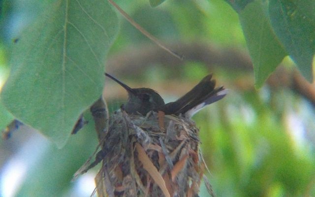 Broad-billed Hummingbird reference