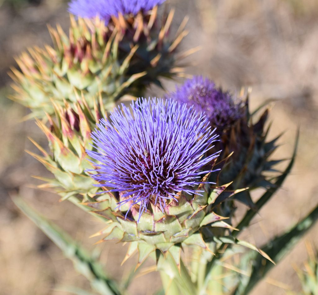Artichoke Thistle reference