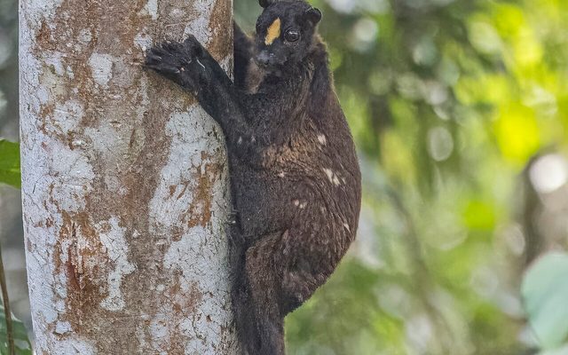 Philippine Flying Lemur reference