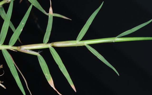 Bermudagrass reference