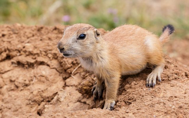 Black-tailed Prairie Dog reference